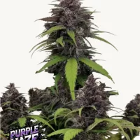 PURPLE HAZE Auto™